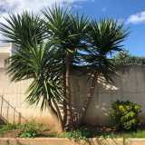 E da allora si sono susseguiti una serie di "patti" simili. Prima con un negozio di elettrodomestici in via Saverio Lioce: qui, in un fondo all'epoca incolto, la Argentiero ha sistemato un'imponente yucca... 